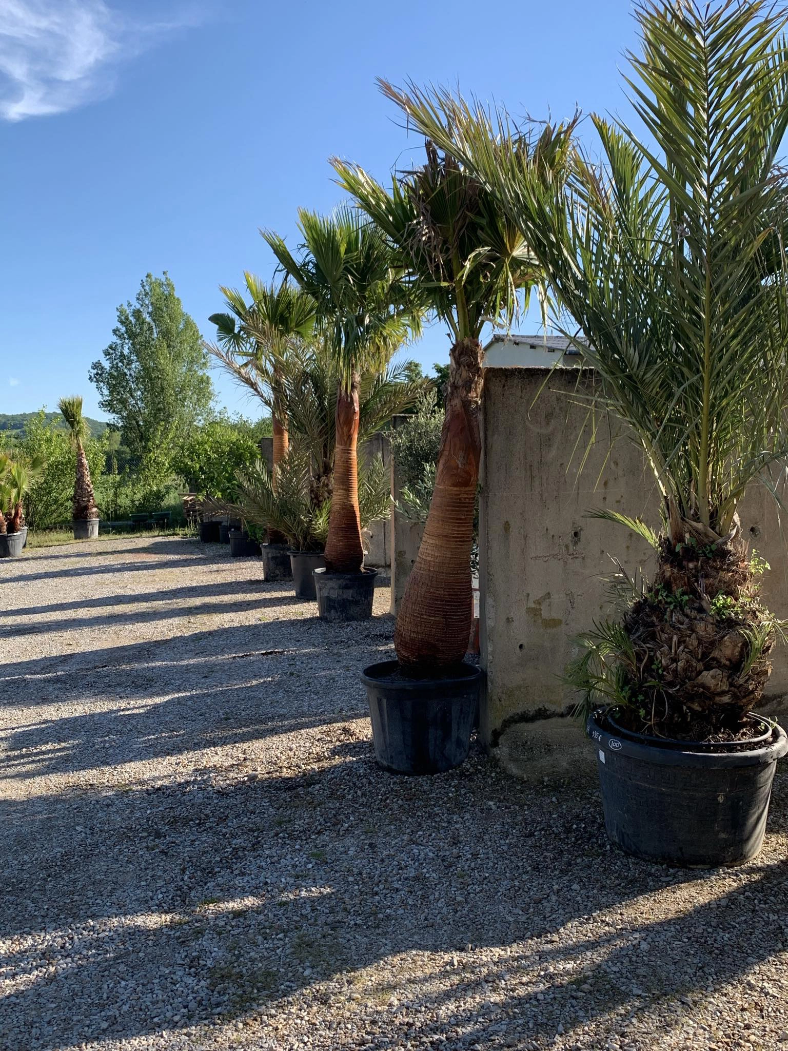 Vente plante Castres, Vente plante Vielmur-sur-Agout, Vente plante Mazamet